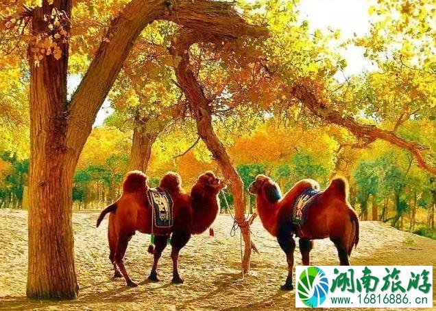 国庆假期最佳的自驾游路线 国庆假期最佳的自驾游路线