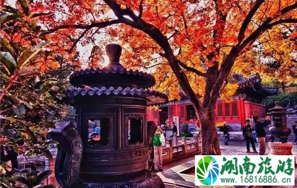 秋天去哪里玩最好 秋天旅游景点推荐 秋天去哪里玩最好 秋天旅游景点推荐