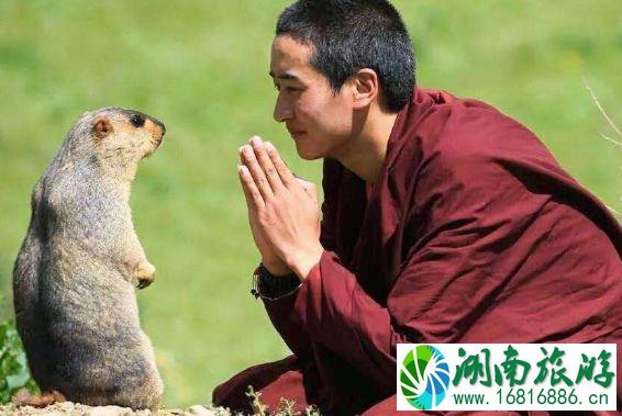 色达哪里看土拨鼠 去色达旅游能看到土拨鼠吗 色达哪里看土拨鼠 去色达旅游能看到土拨鼠吗