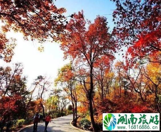 国内枫叶哪里最好看 国内枫叶哪里最好看