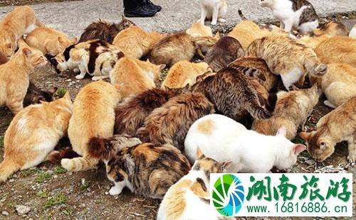 哪些地方是猫岛 猫岛在哪里 哪些地方是猫岛 猫岛在哪里