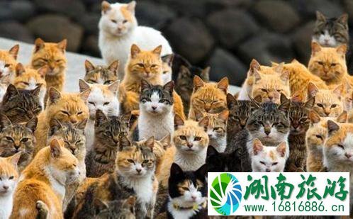 哪些地方是猫岛 猫岛在哪里 哪些地方是猫岛 猫岛在哪里