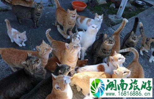 哪些地方是猫岛 猫岛在哪里 哪些地方是猫岛 猫岛在哪里