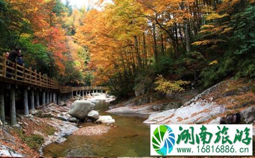 光雾山红叶红了吗 2022光雾山红叶最佳时间+交通 光雾山红叶红了吗 2022光雾山红叶最佳时间+交通