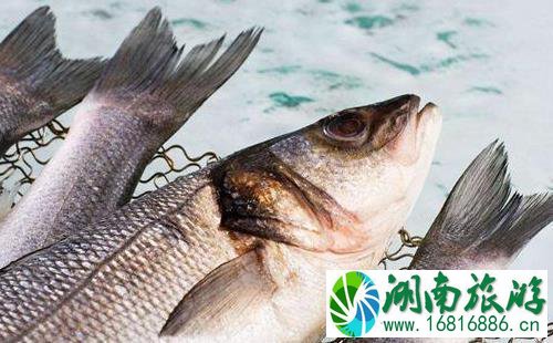 海鱼和淡水鱼的区别 海鱼和淡水鱼的区别