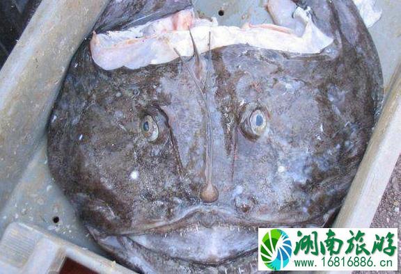 海鱼和淡水鱼的区别 海鱼和淡水鱼的区别