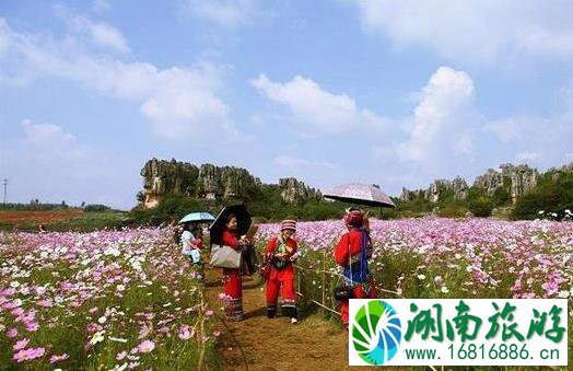 2022乃古石林花海迎国庆 格桑花开 2022乃古石林花海迎国庆 格桑花开