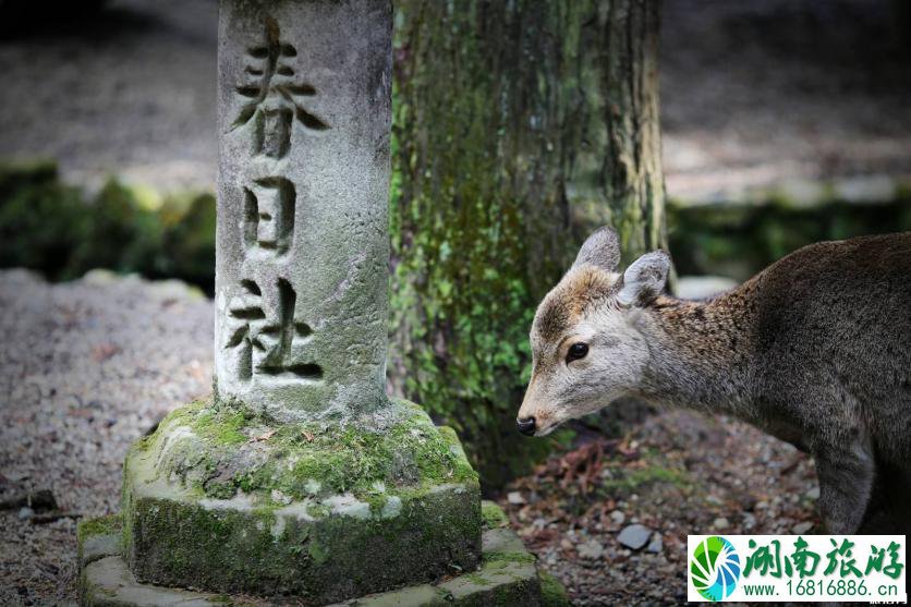 奈良一日游怎么安排为好 奈良旅游必去景点 奈良一日游怎么安排为好 奈良旅游必去景点