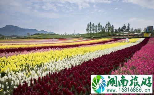 2022蔡甸香草花田门票价格+优惠政策+花期+交通 武汉香草花田哪里住宿 2022蔡甸香草花田门票价格+优惠政策+花期+交通 武汉香草花田哪里住宿