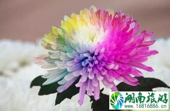 2022肥乡菊花节什么时候开幕 持续多久时间 2022肥乡菊花节什么时候开幕 持续多久时间