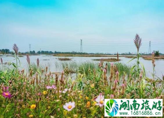 2022肥乡菊花节什么时候开幕 持续多久时间 2022肥乡菊花节什么时候开幕 持续多久时间