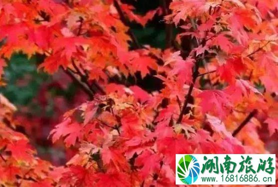 什邡红枫岭景区怎么去 红叶红了吗 什邡红枫岭景区怎么去 红叶红了吗