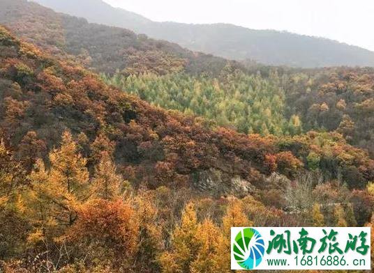 小龙门森林公园开了吗 红叶红了吗 小龙门森林公园开了吗 红叶红了吗