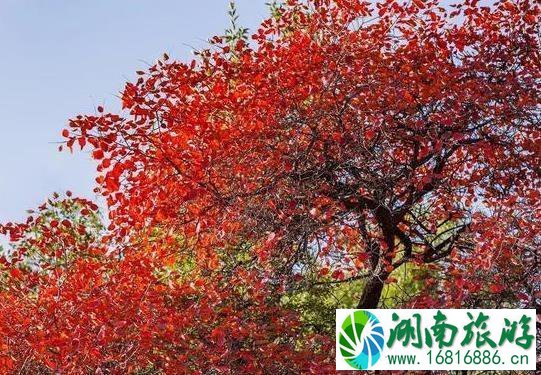 2022王屋山风景区好玩吗 王屋山红叶红了吗 2022王屋山风景区好玩吗 王屋山红叶红了吗