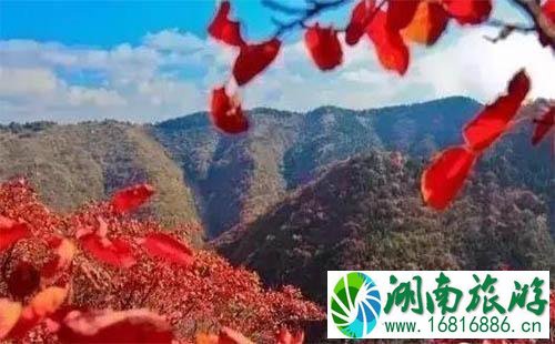 2022青州看红叶去哪里好 青州哪里的红叶红了 2022青州看红叶去哪里好 青州哪里的红叶红了