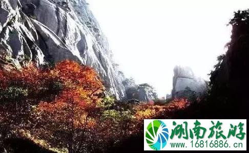 2022青州看红叶去哪里好 青州哪里的红叶红了 2022青州看红叶去哪里好 青州哪里的红叶红了
