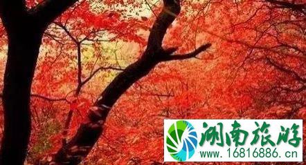 2022青州看红叶去哪里好 青州哪里的红叶红了 2022青州看红叶去哪里好 青州哪里的红叶红了