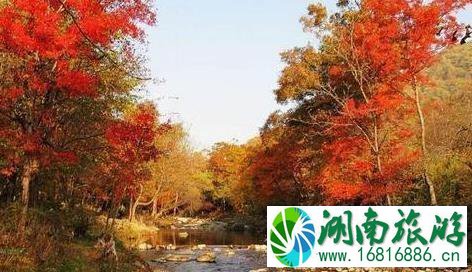 2022邢台云梦山红叶节 云梦山的红叶红了吗 2022邢台云梦山红叶节 云梦山的红叶红了吗