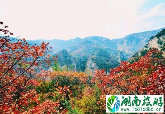 2022邢台云梦山红叶节 云梦山的红叶红了吗
