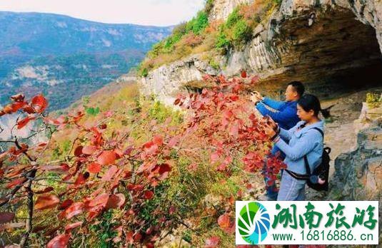 2022邢台云梦山红叶节 云梦山的红叶红了吗 2022邢台云梦山红叶节 云梦山的红叶红了吗