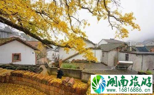 2022临安指南村银杏旅游攻略 2022临安指南村银杏旅游攻略