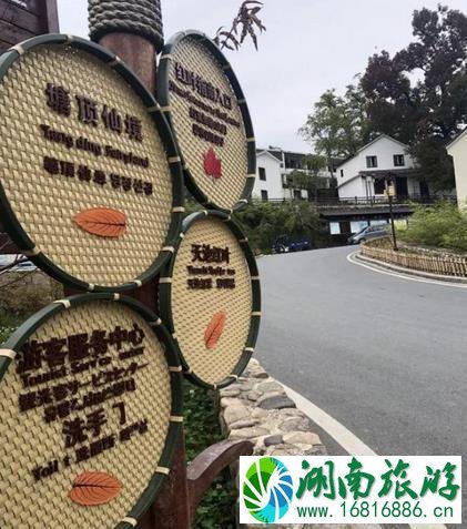 2022临安指南村银杏旅游攻略 2022临安指南村银杏旅游攻略