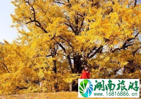 2022临安指南村银杏旅游攻略 2022临安指南村银杏旅游攻略