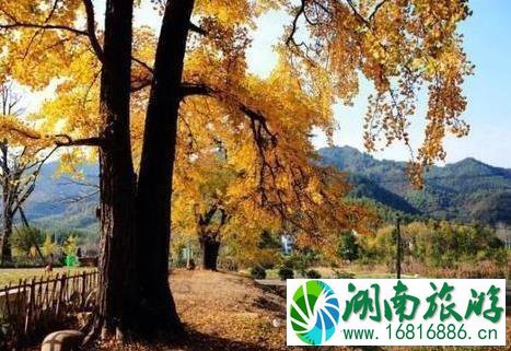 2022临安指南村银杏旅游攻略 2022临安指南村银杏旅游攻略