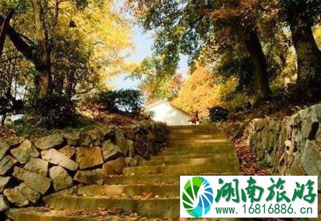 2022临安指南村银杏旅游攻略 2022临安指南村银杏旅游攻略