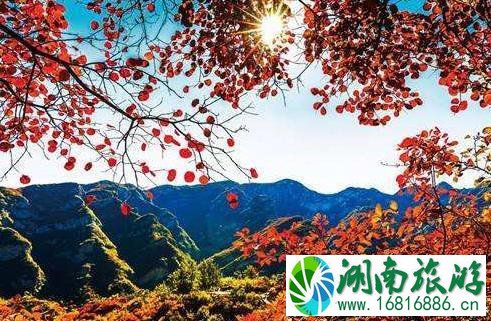 2022太白县第十届红叶节持续到什么时候 2022太白县第十届红叶节持续到什么时候