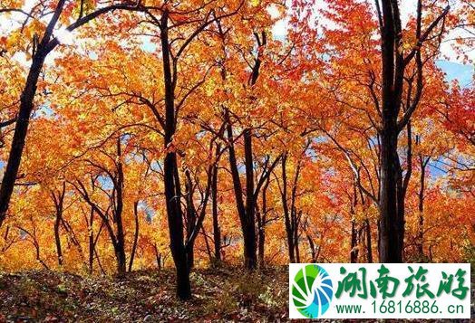 2022太白县第十届红叶节持续到什么时候 2022太白县第十届红叶节持续到什么时候