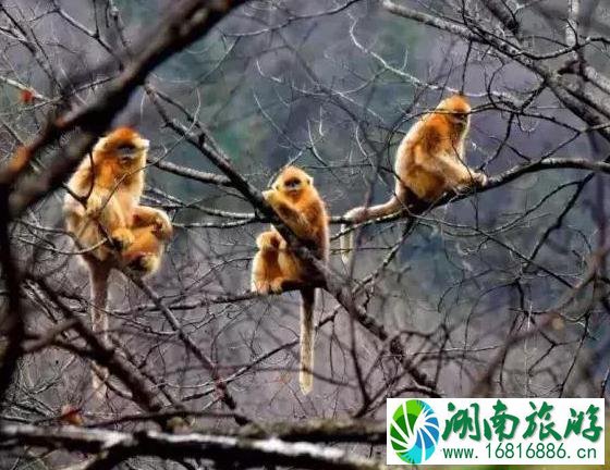 2022太白县第十届红叶节持续到什么时候 2022太白县第十届红叶节持续到什么时候