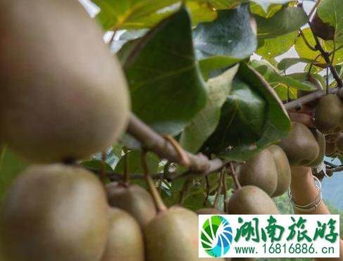 2022太白县第十届红叶节持续到什么时候 2022太白县第十届红叶节持续到什么时候
