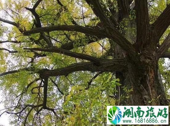 2022太白县第十届红叶节持续到什么时候 2022太白县第十届红叶节持续到什么时候