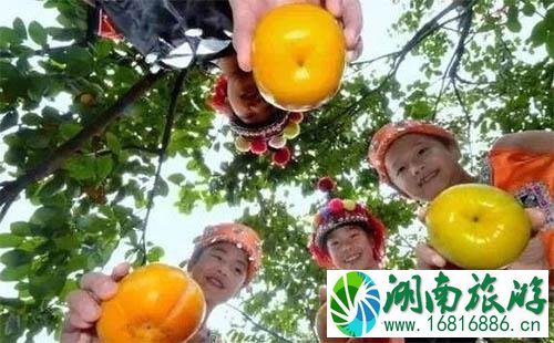 2022恭城柿子节是什么时候 2022恭城柿子节是什么时候