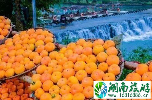 2022恭城柿子节是什么时候 2022恭城柿子节是什么时候