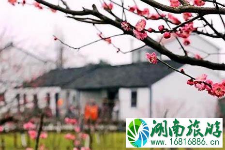 2022镇海菊展在哪里 2022镇海菊展在哪里