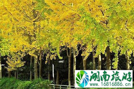 2022余杭周边银杏观赏胜地有哪些