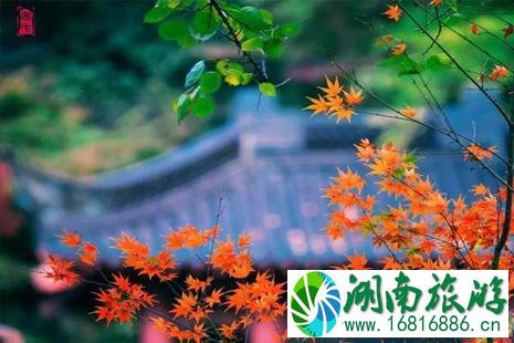 中国哪里的枫叶最好看 中国枫叶最美的十大地方 中国哪里的枫叶最好看 中国枫叶最美的十大地方