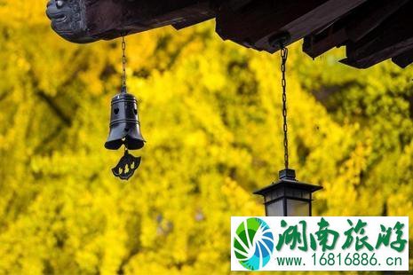 2022古观音禅寺银杏树预约流程 2022古观音禅寺银杏树几月看+谁种的