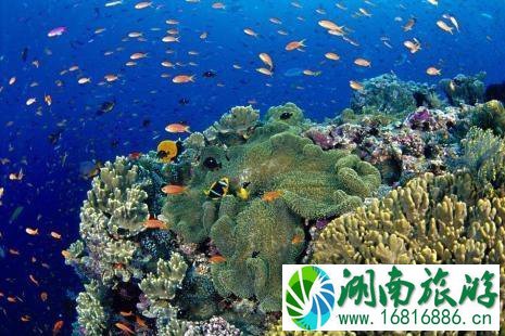 去斐济潜水要准备什么装备 去斐济潜水要准备什么装备