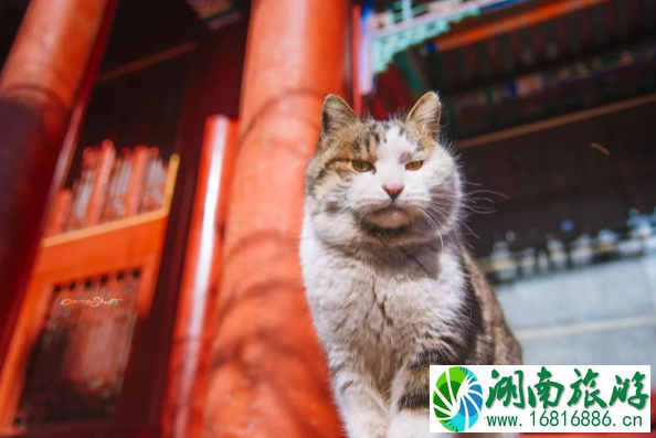 故宫的猫可以领养么 故宫的猫是什么品种 故宫的猫可以领养么 故宫的猫是什么品种