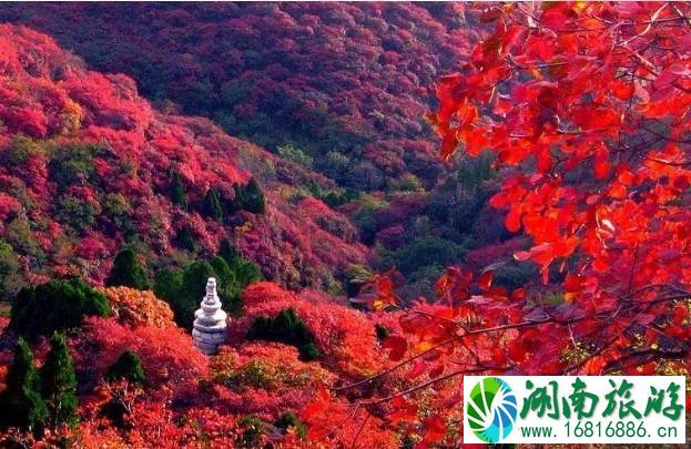 大漠胡杨林景区介绍 大漠胡杨林景区介绍
