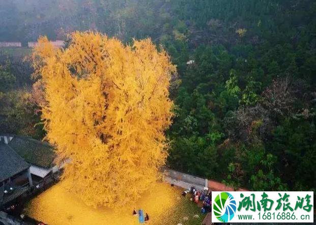 大漠胡杨林景区介绍 大漠胡杨林景区介绍