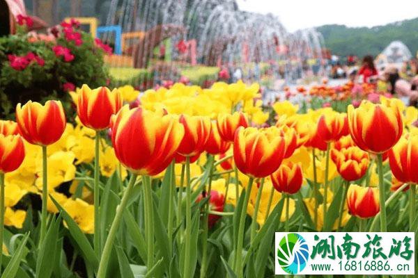 2022云台花园郁金香花展开放时间延长至3月8日