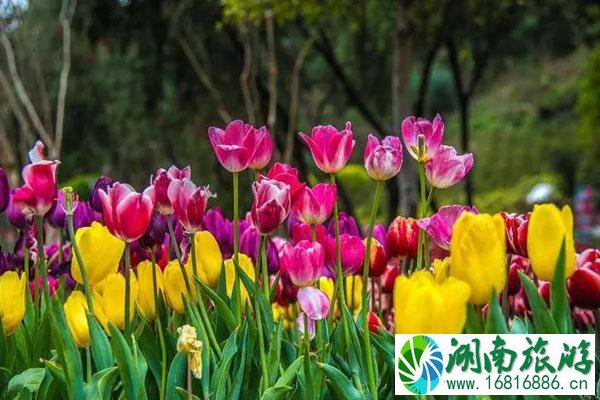 2022云台花园郁金香花展开放时间延长至3月8日