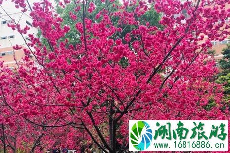 华南农业大学樱花在哪 2022华南农业大学樱花赏花攻略 华南农业大学樱花在哪 2022华南农业大学樱花赏花攻略
