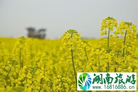 天津油菜花什么时候开 2022天津油菜花观赏地
