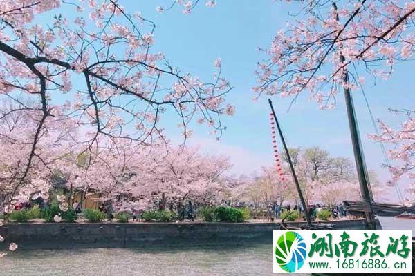 三月樱花哪里最好看