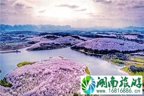 2022贵安樱花园交通出行全攻略 2022贵安樱花园交通出行全攻略